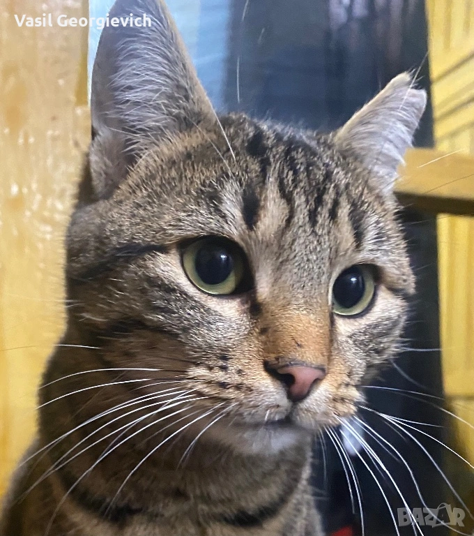 Котка! Уникална сладуранка! Super sweet and adorable cat looking for home!, снимка 1