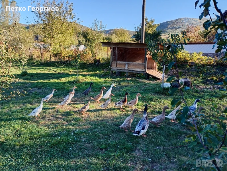 Патици за яйца , снимка 1