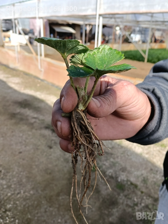 Ягодов разсад, снимка 1