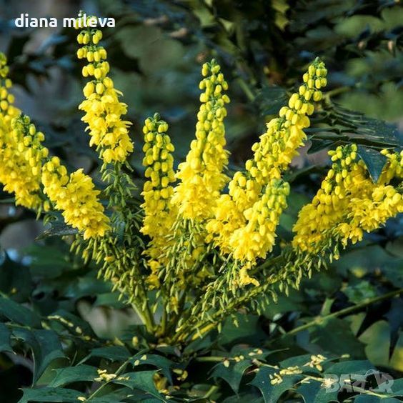 Махония, Mahonia japonica , снимка 1