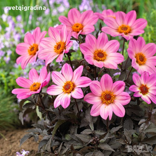 Dahlia happy days pink(Далия Щастливи розови дни), снимка 1