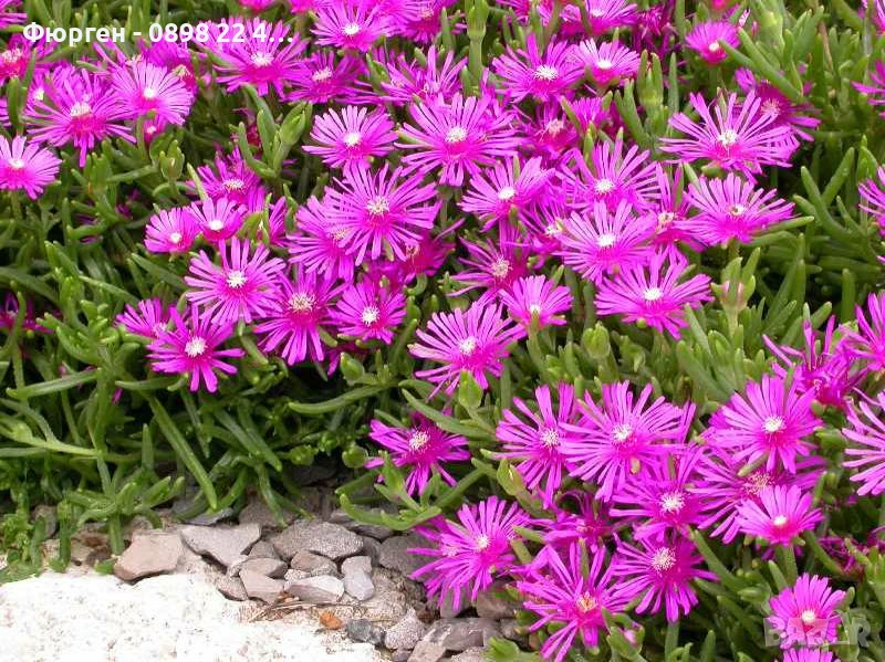 Делосперма лилава / Delosperma Cooperi table mountain / Налични 3 цвята, снимка 1