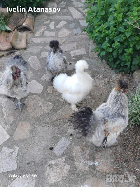 Двойка копринки., снимка 1