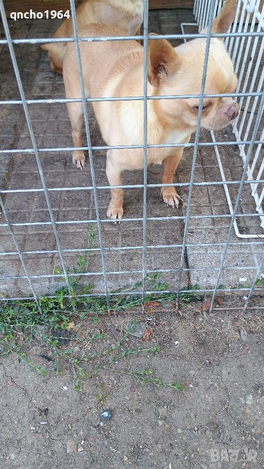 чихуахуа , снимка 1