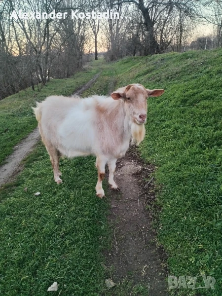 Продавам пръч за разплод на 2,5 години, снимка 1