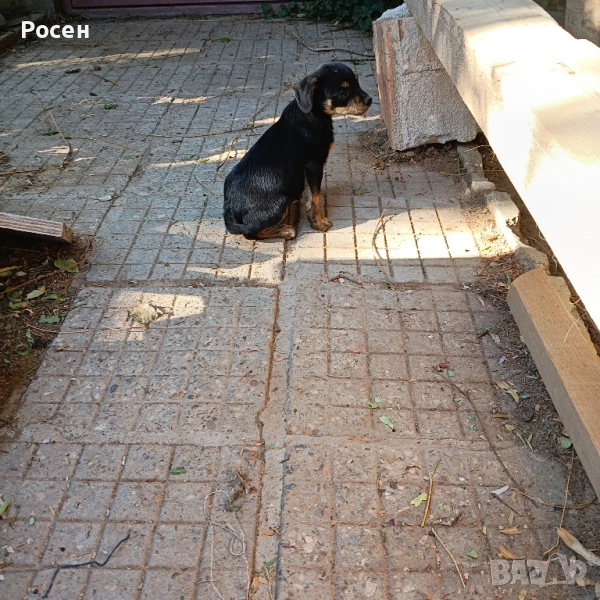 Подарявам кученце, снимка 1