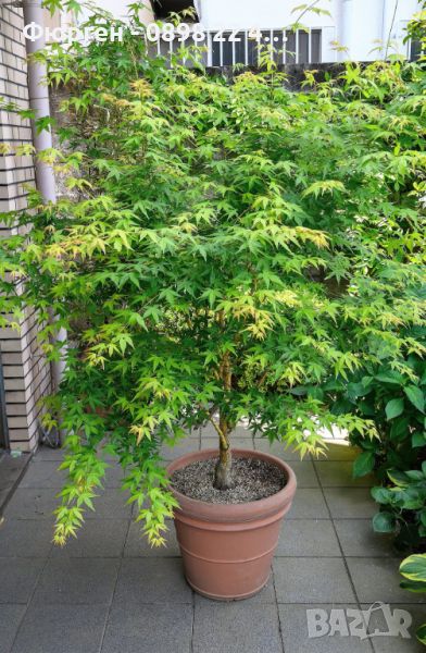 Японски клен Ацер  - Acer Palmatum Green, снимка 1