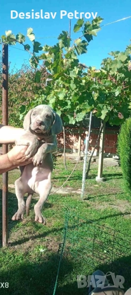 Ваймаранери , снимка 1