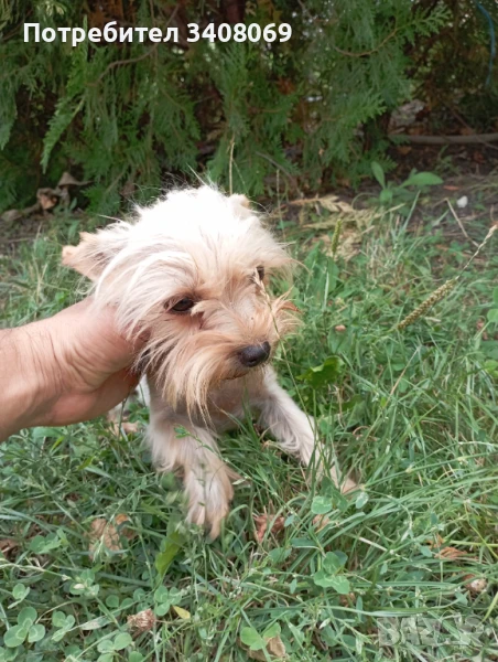 Мини йоркширски териер момиче, снимка 1