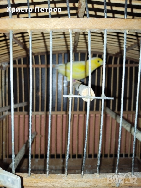 Продавам канари порода Малиноа. , снимка 1
