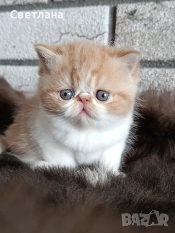 Екзотично късокосместа коте 🐈