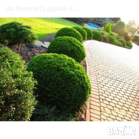 Кълбовидна Туя - Западна Даника, снимка 2 - Градински цветя и растения - 54020326