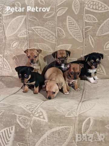 Мини пинчер чихуахуа, снимка 16 - Чихуахуа - 52816462