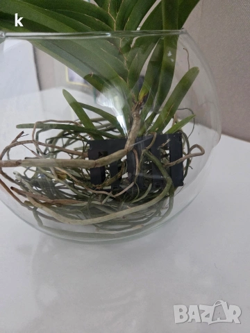 ванда , снимка 6 - Стайни растения - 53896166