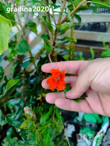 Нар фиданки  - Punika granatum  Студоустойчив и Самоопрашващ  , снимка 8 - Градински цветя и растения - 27194204