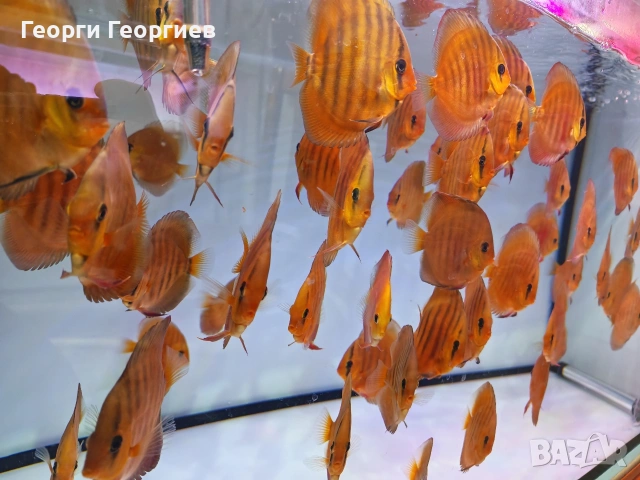 Дискуси, снимка 4 - Рибки - 51439805