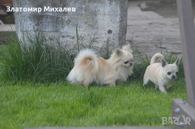 Търсим готини мадами, снимка 3 - Чихуахуа - 52983004