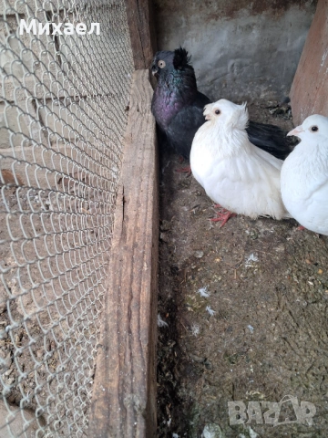 Гълъби, снимка 7 - Гълъби - 54091665