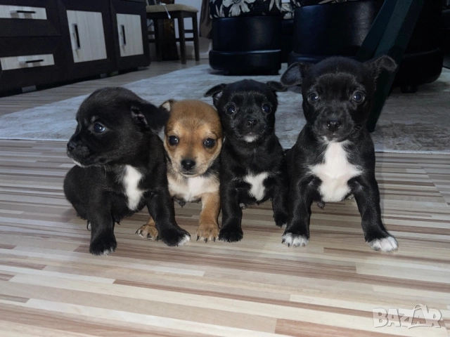 Мини чихупинчери чихуахуа пинчер