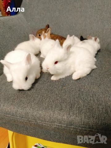 Голландско джуджета , снимка 5 - Декоративни зайчета - 53435254