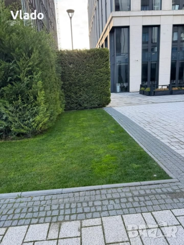 ТОП ЦЕНА! Лейландски кипарис - плътна ограда за нула време, снимка 5 - Градински цветя и растения - 54011952