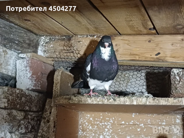 Свободни гълъби, снимка 4 - Гълъби - 50677179