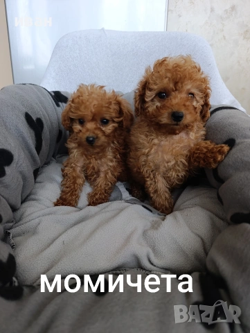 пудел момичета и момче, снимка 2 - Пудели - 53886788