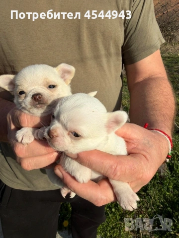 Две малки чихуанчета , снимка 5 - Чихуахуа - 53746927