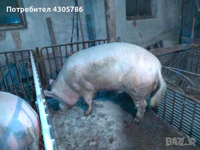 Малки прасета, снимка 7 - Прасета - 49519207