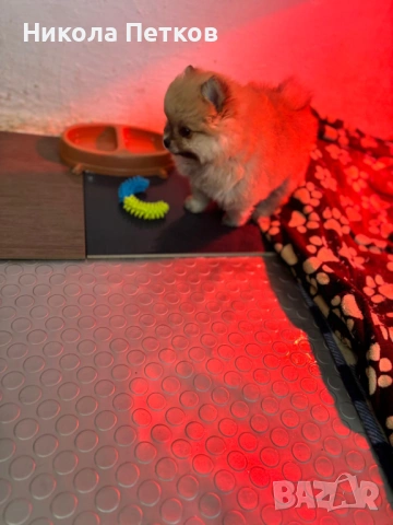 Померан , снимка 5 - Померан - 53224315