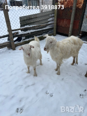 Продавам коза и яре, снимка 4 - Кози - 53150546