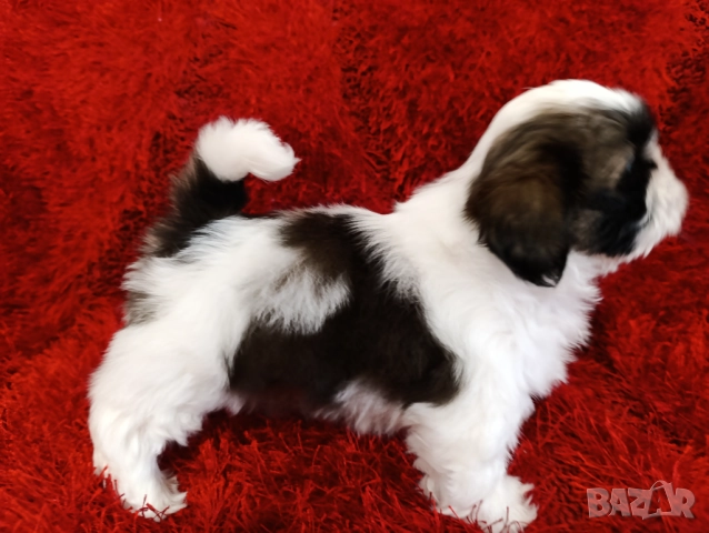 Кученца Ши Тцу /SHIH TZU FCI pedigree , снимка 17 - Ши Тцу - 52464119