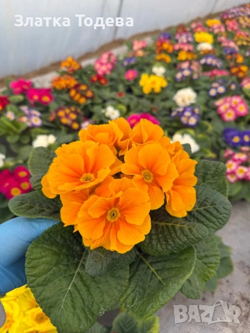 Зюмбюл, иглика, карамфил и др.