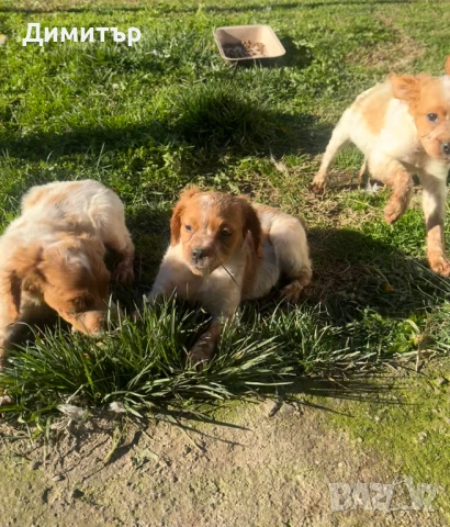 Бретон Шпаньол , снимка 2 - Бретон шпаньол - 53135901