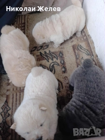 Кученца чау чау родени на 17.10, снимка 2 - Други - 52359629