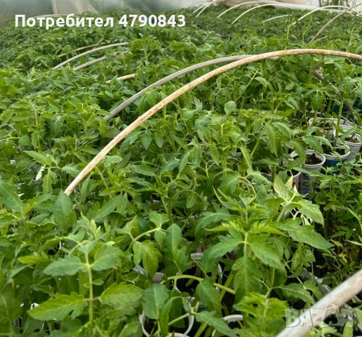 Разсад, снимка 4 - Разсади - 54133505