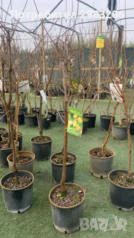 Продавам маслинови дръвчета и овощни дръвчета, снимка 2 - Градински цветя и растения - 53890668