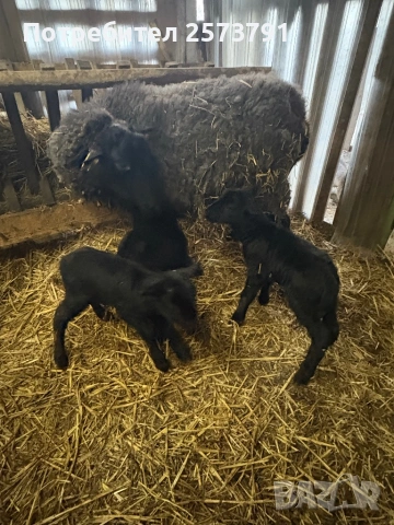 Романовски овце, снимка 2 - Овце - 53520025