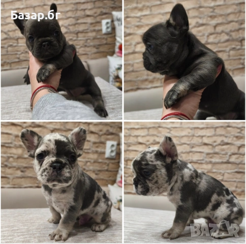 Френски булдочета ( флъфи ген)