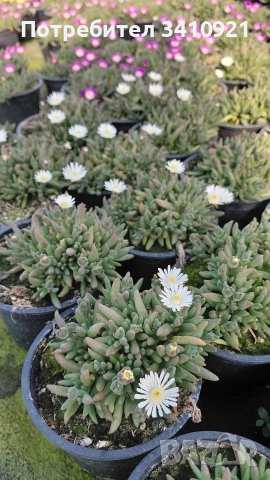 Делосперма , снимка 8 - Градински цветя и растения - 48993391