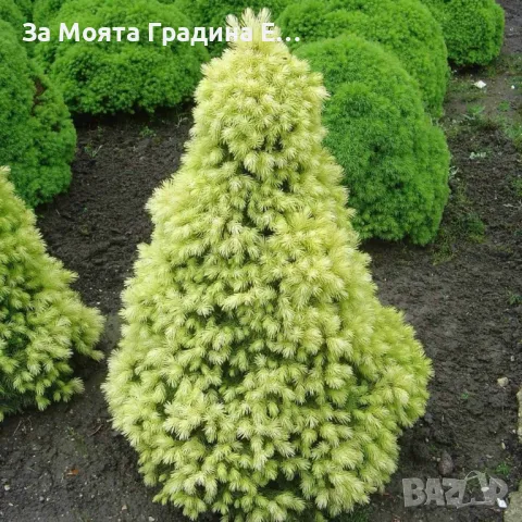 Канадски Смърч -Дейзи Уайт, снимка 2 - Градински цветя и растения - 49494615