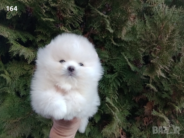 Мъжки мини Померан. Реални снимки от 12.01.26 г. , снимка 2 - Померан - 53076029