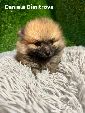 Померан, снимка 5 - Померан - 53167781