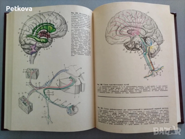 Анатомия человека, снимка 6 - Специализирана литература - 51497632
