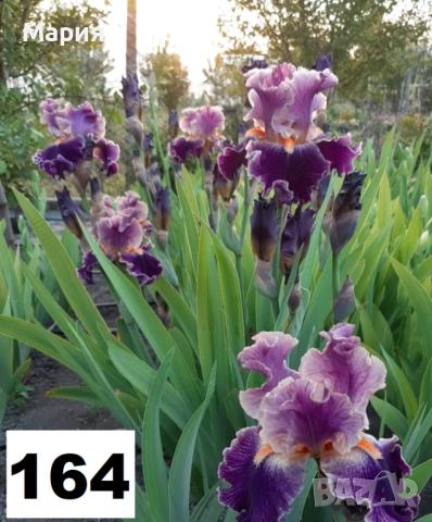 Сортови вискоки ириси /брадати ириси, снимка 18 - Градински цветя и растения - 51458720