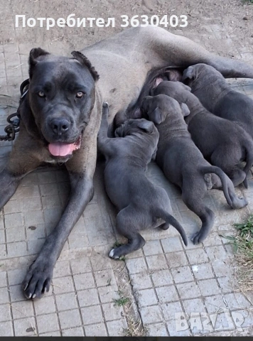 Кане Корсо сиви , снимка 2 - Кане корсо - 53402339