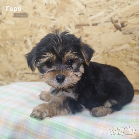 йоркширски териер , снимка 6 - Йоркширски териер - 53504599