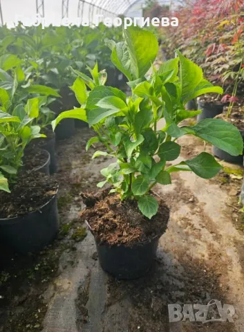 Хортензия за сянка , снимка 3 - Градински цветя и растения - 50305071