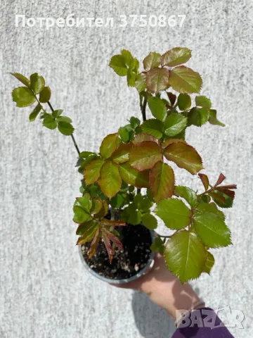 🌹 РОЗА 🌹 EDEN ROSE® Meiviolin/ GPT. EDEN ROSE Pierre De Ronsard ® 🌹, снимка 3 - Градински цветя и растения - 49621255