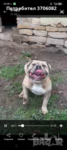 Продавам Були покет на година и четири месеца не е агресивен , снимка 5 - Питбул - 52862438